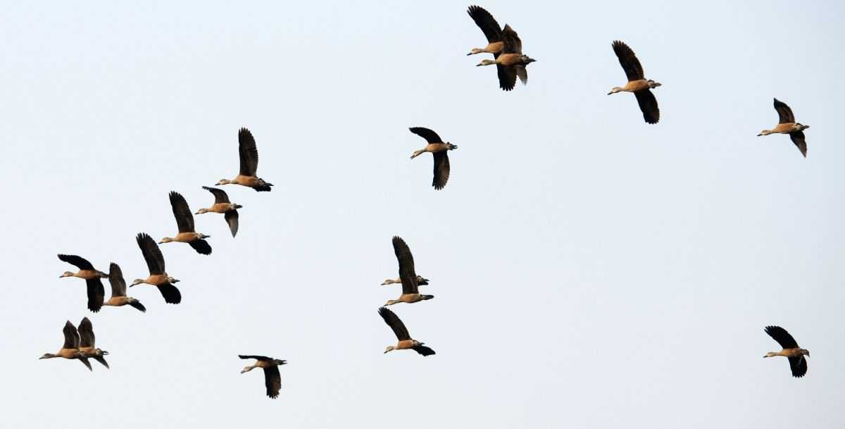 Migratory birds flocking to TN's Point Calimere before monsoon due to abundant water - Vimarsana News