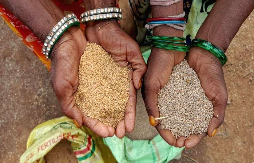 FM's bullishness on millets must translate into benefits for farmers - Vimarsana News