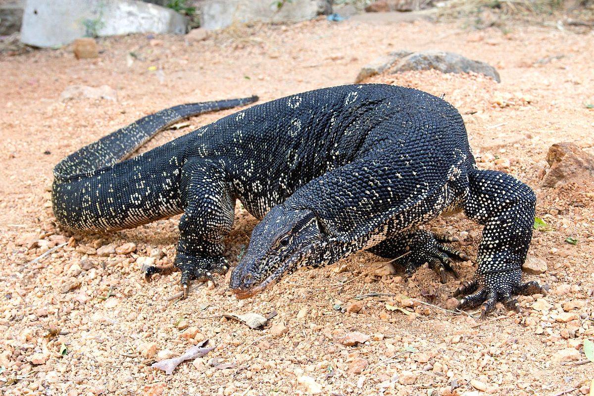 Huge Monitor Lizard prevented from taking a free truck ride - Vimarsana News