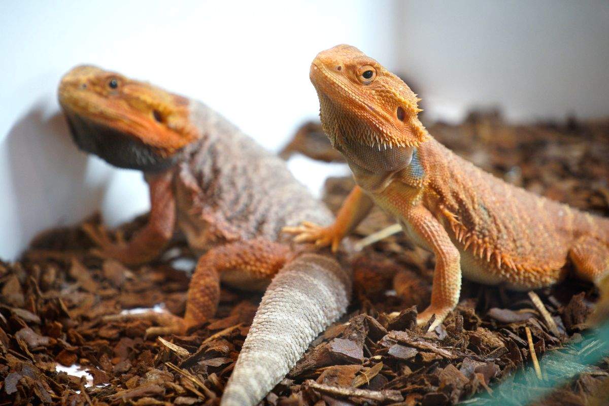 Monitor lizard rescued from Agra factory - Vimarsana News