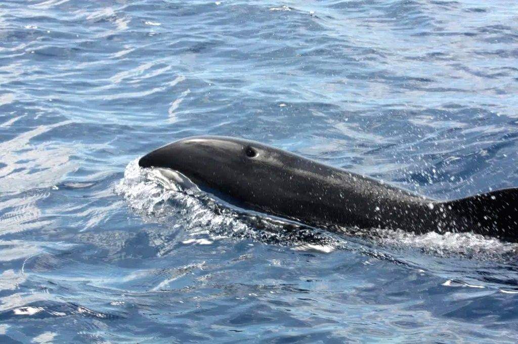 More dolphins washed ashore near Tokyo for 2nd straight day - Vimarsana News