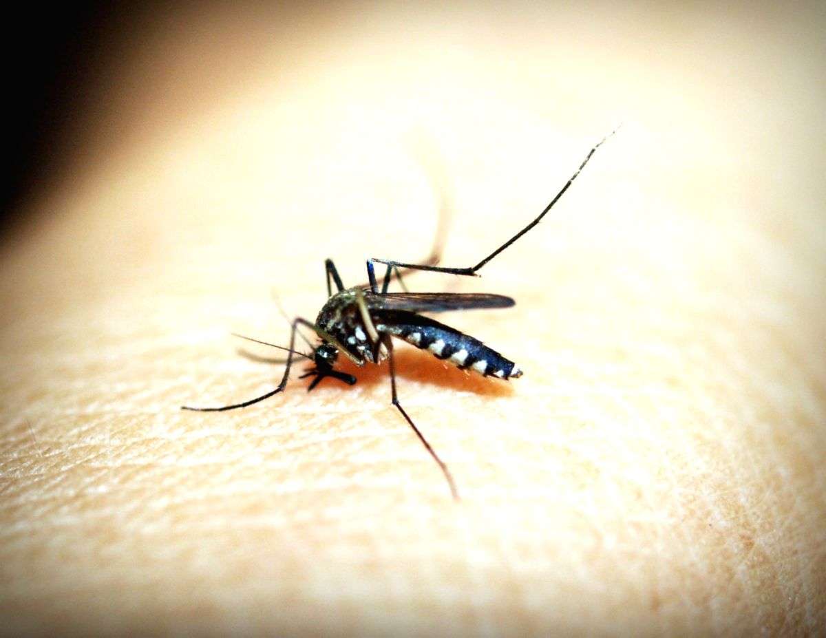 Lucknow reports 41 fresh dengue cases - Vimarsana News