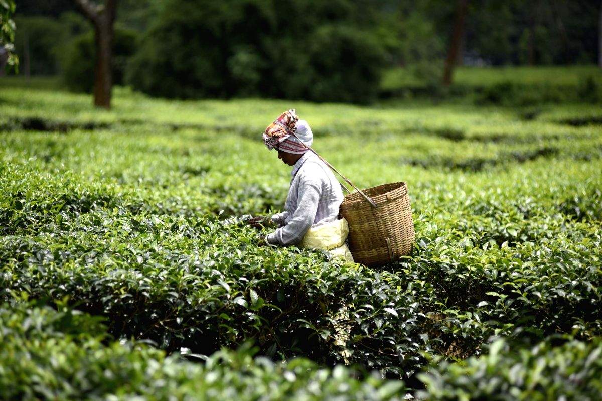 Assam tea industry predicts crop loss of 40% due to drought - Vimarsana News