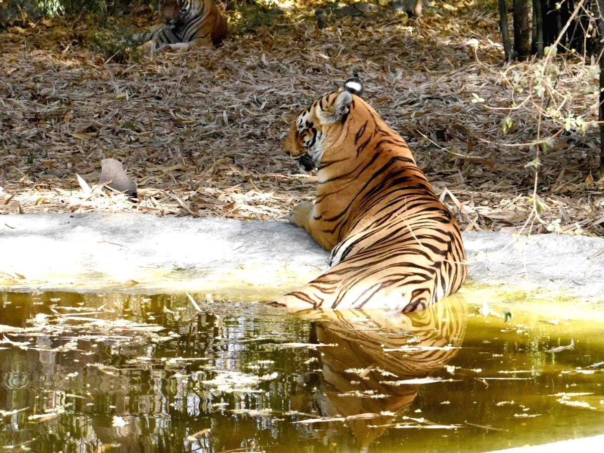 Three more tiger reserves get international accreditation for conservation - Vimarsana News