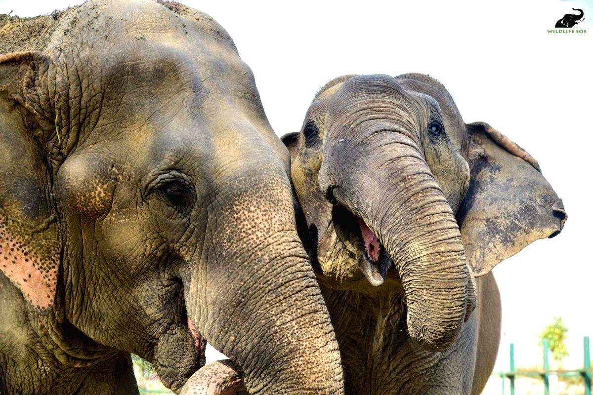TN forest dept finds two elephant carcasses in Erode forest area - Vimarsana News