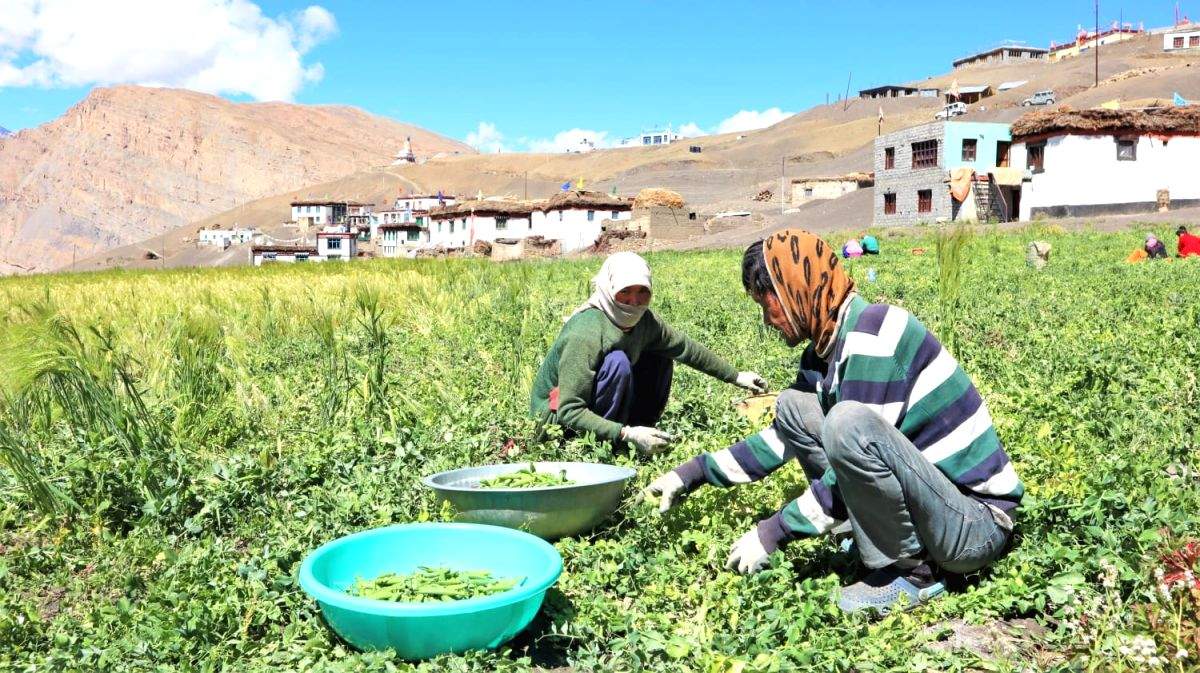 Himachal adapting to low-cost farming the natural way - Vimarsana News