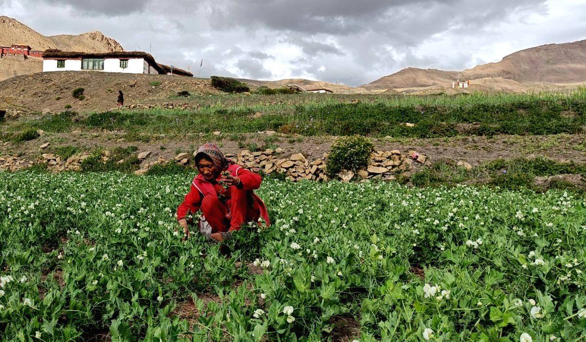 Natural farming spreads roots in world's highest village in Himachal - Vimarsana News