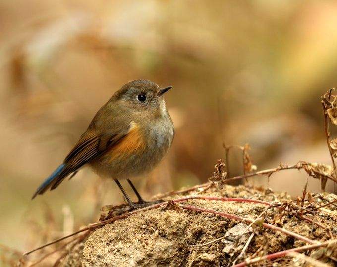 'New' Ayodhya to include a bird sanchuary - Vimarsana News