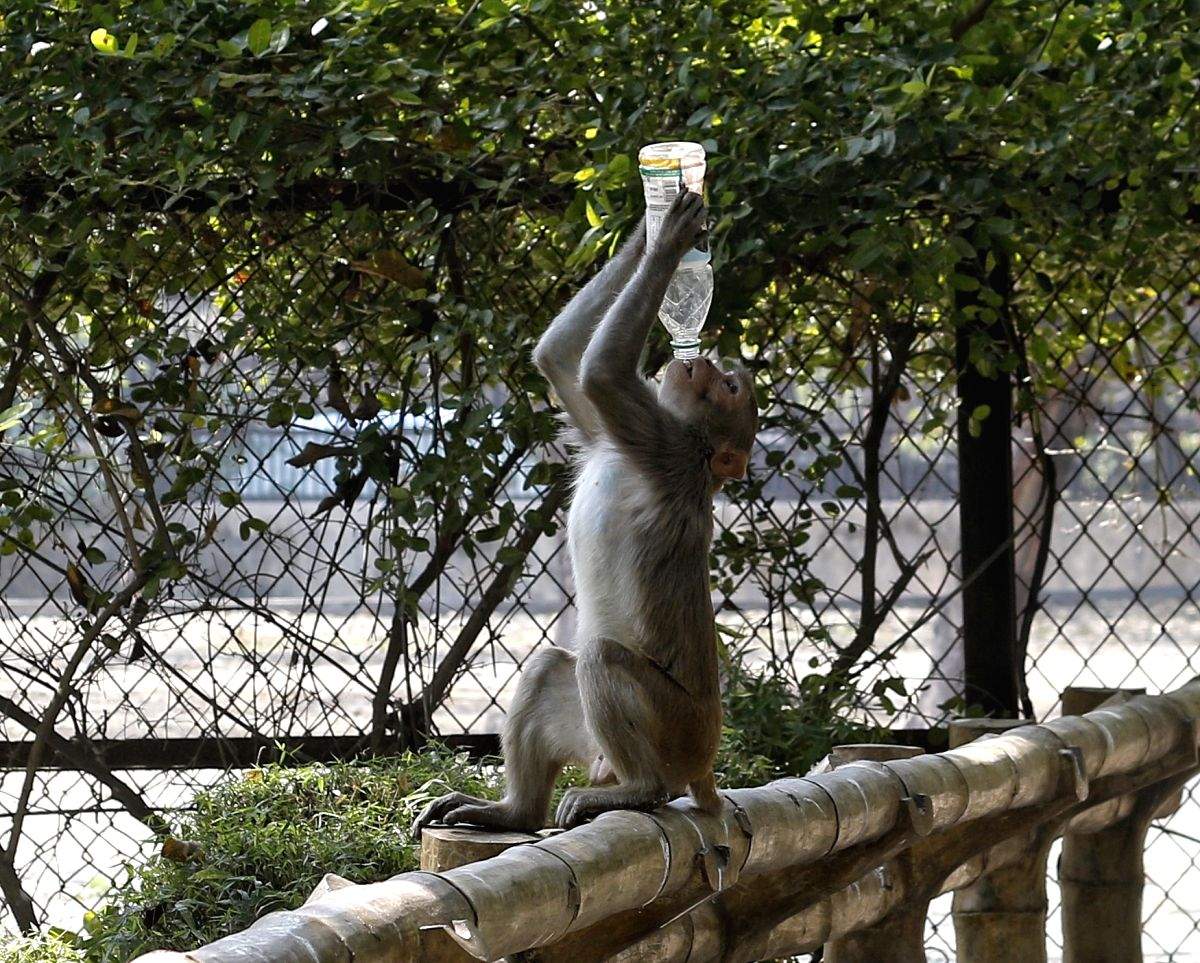 Three held in UP for stoning monkey to death - Vimarsana News