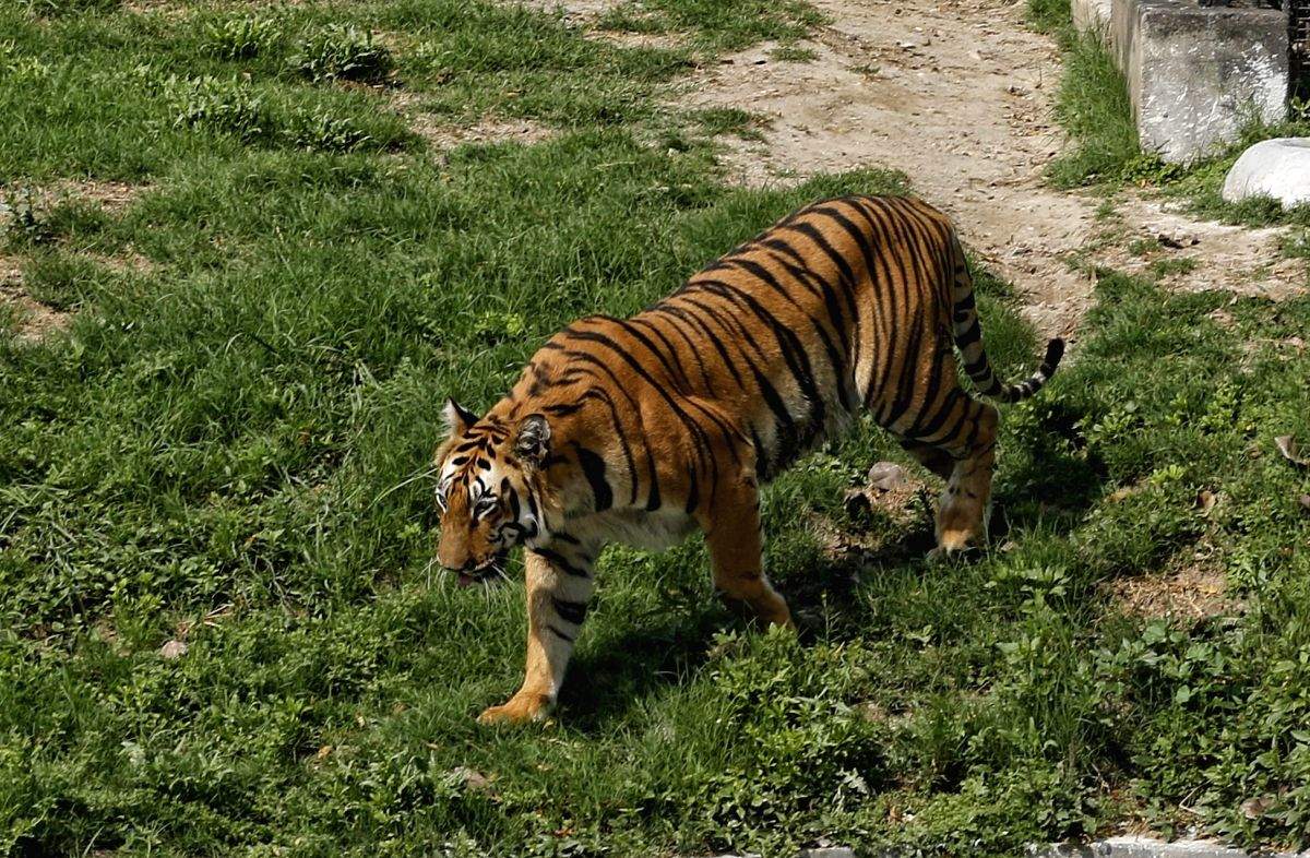Committee, sans tiger experts, to evaluate railway line proposed through tiger area in K'taka - Vimarsana News
