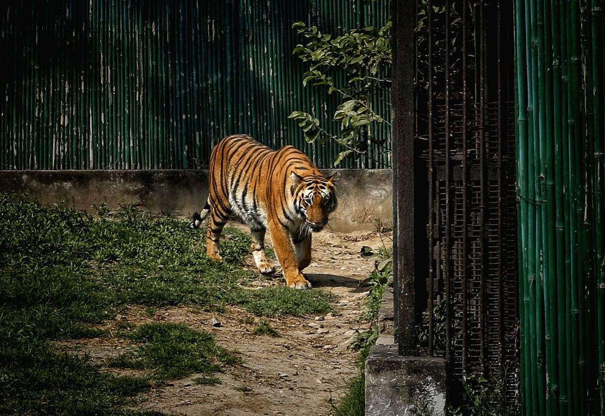 TN to provide housing sites to tribals in Anamalai Tiger Reserve - Vimarsana News