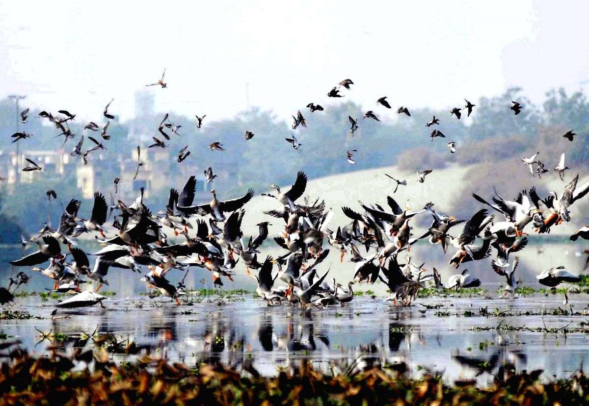 Agra green activists hail SC order to double bird sanctuary area - Vimarsana News