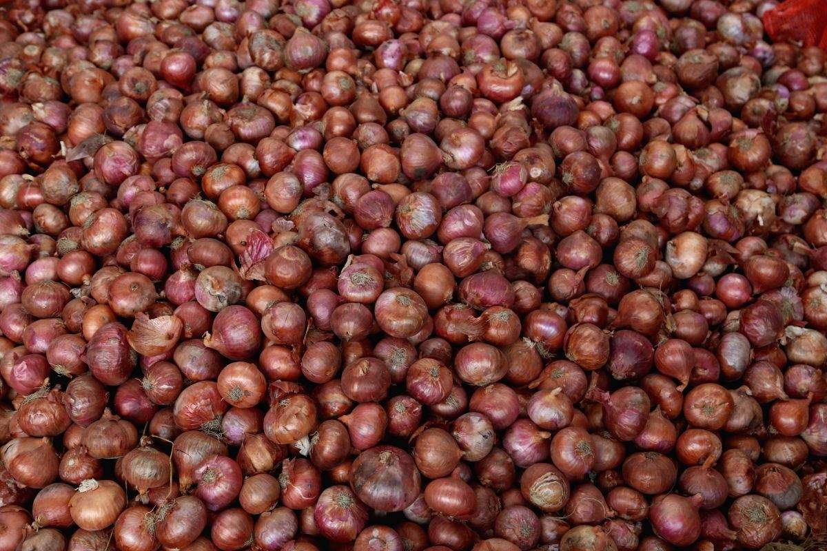Govt allows additional 10,000 tonnes of onion exports to UAE - Vimarsana News