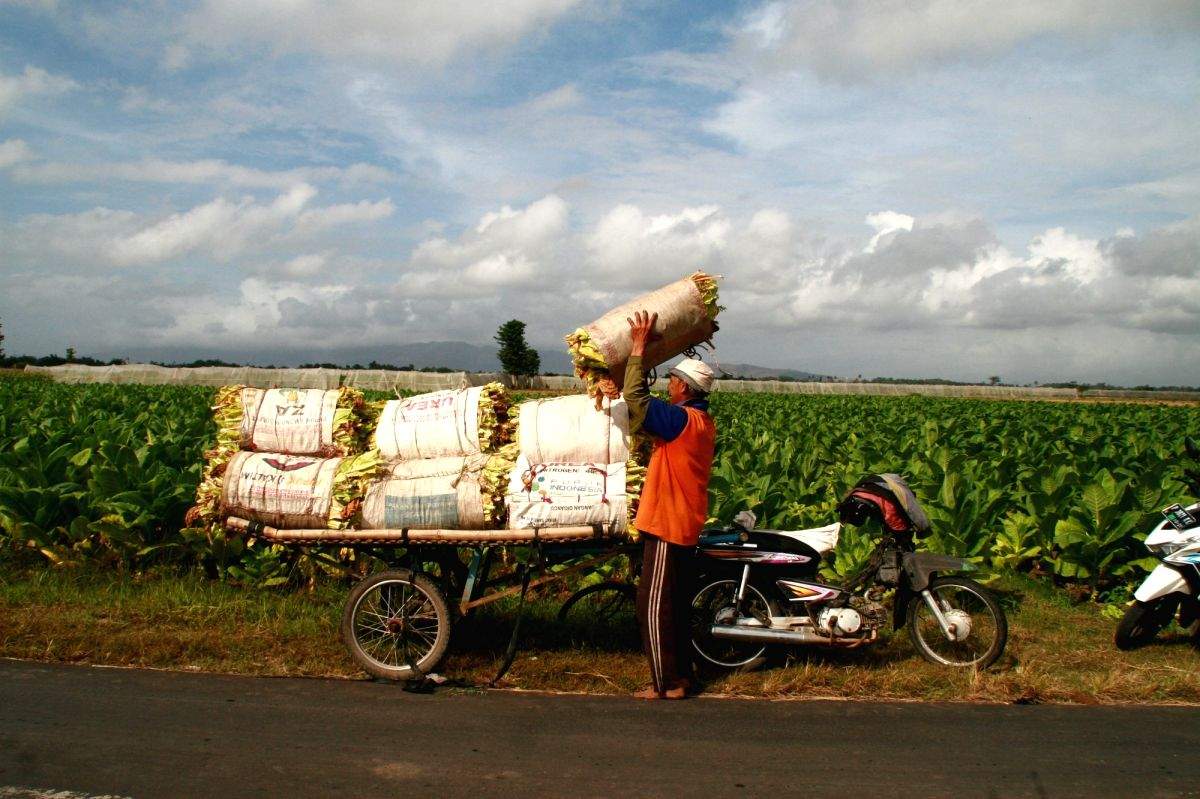 Stable taxes on tobacco products critical for survival of FCV tobacco growers - Vimarsana News