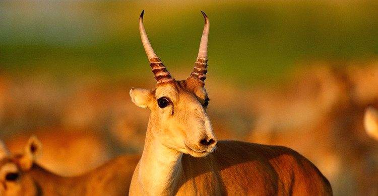 New international conservation pact for saiga antelopes - Vimarsana News