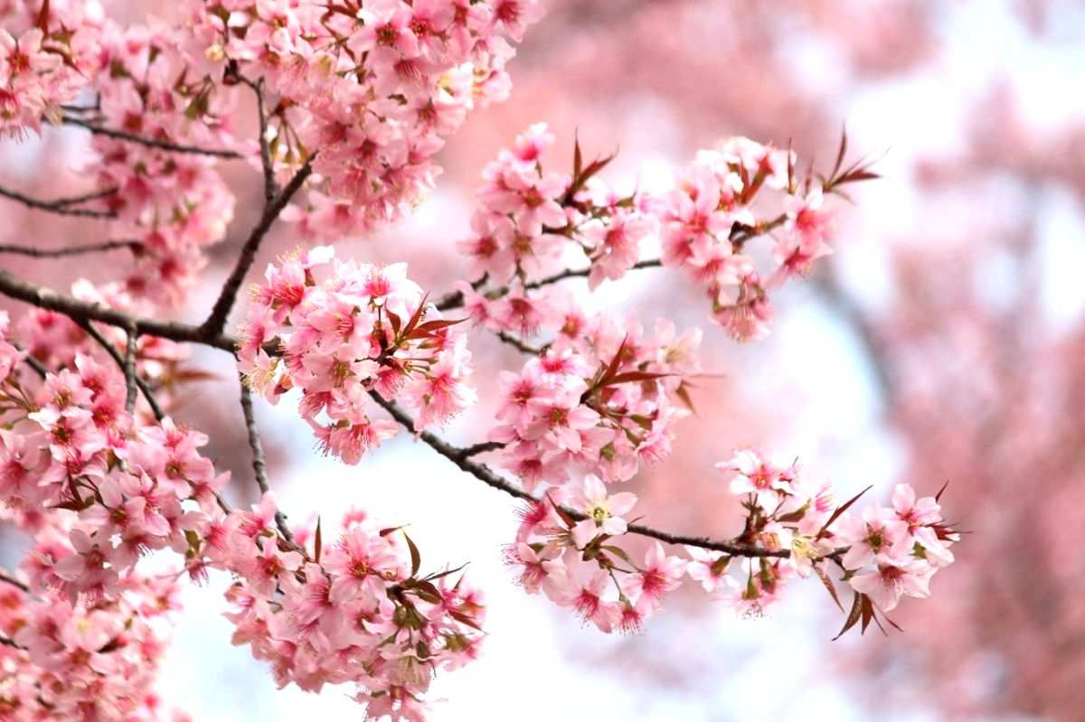 Srinagar to get Japanese Cherry Blossom Theme Garden - Vimarsana News