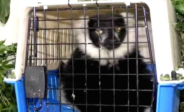 Nine exotic animals recovered from Assam-Mizoram border - Vimarsana News