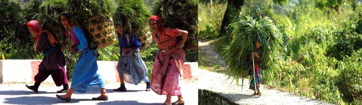No more pining for fodder: Oak rescues Paini women from hardship - Vimarsana News