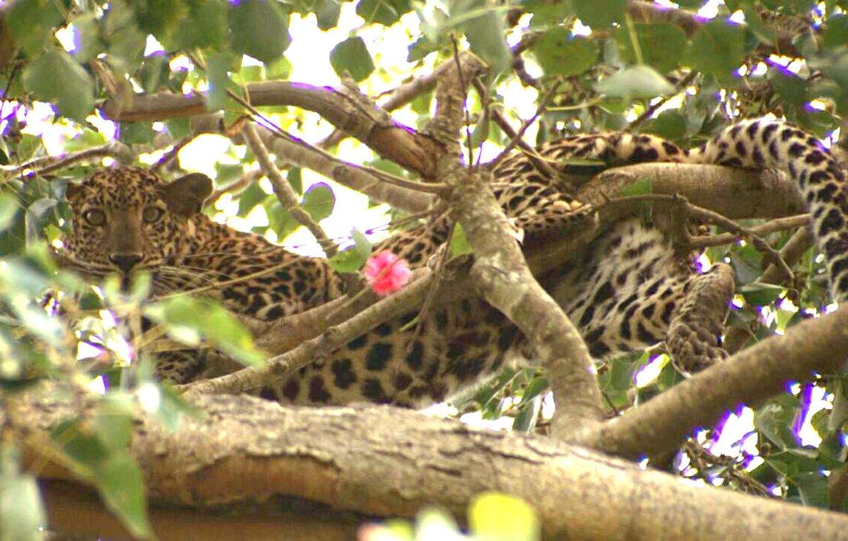Two leopards caught in UP's Bijnor forest - Vimarsana News