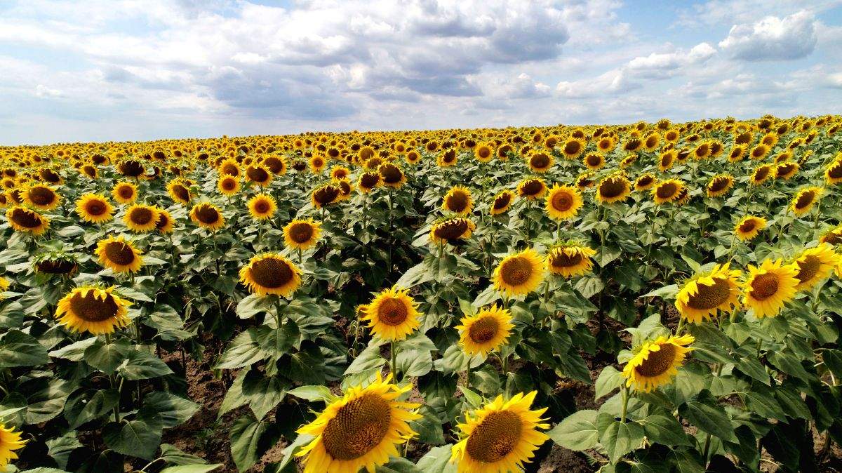 UK may face sunflower oil shortage amid Russia-Ukraine war - Vimarsana News