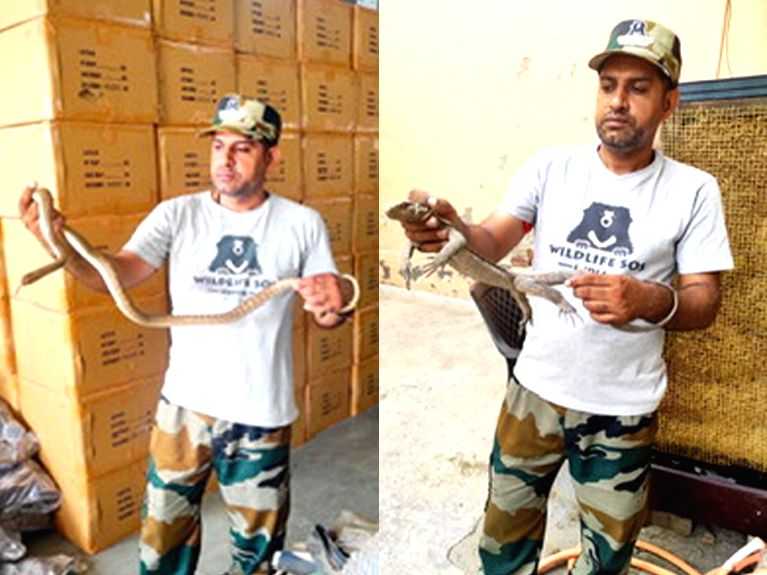 One monitor lizard, three snakes rescued in a day in Agra - Vimarsana News