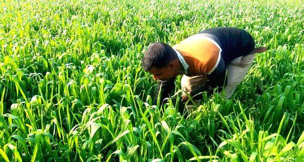 Farmers in Haryana opting for vegetables to save groundwater - Vimarsana News