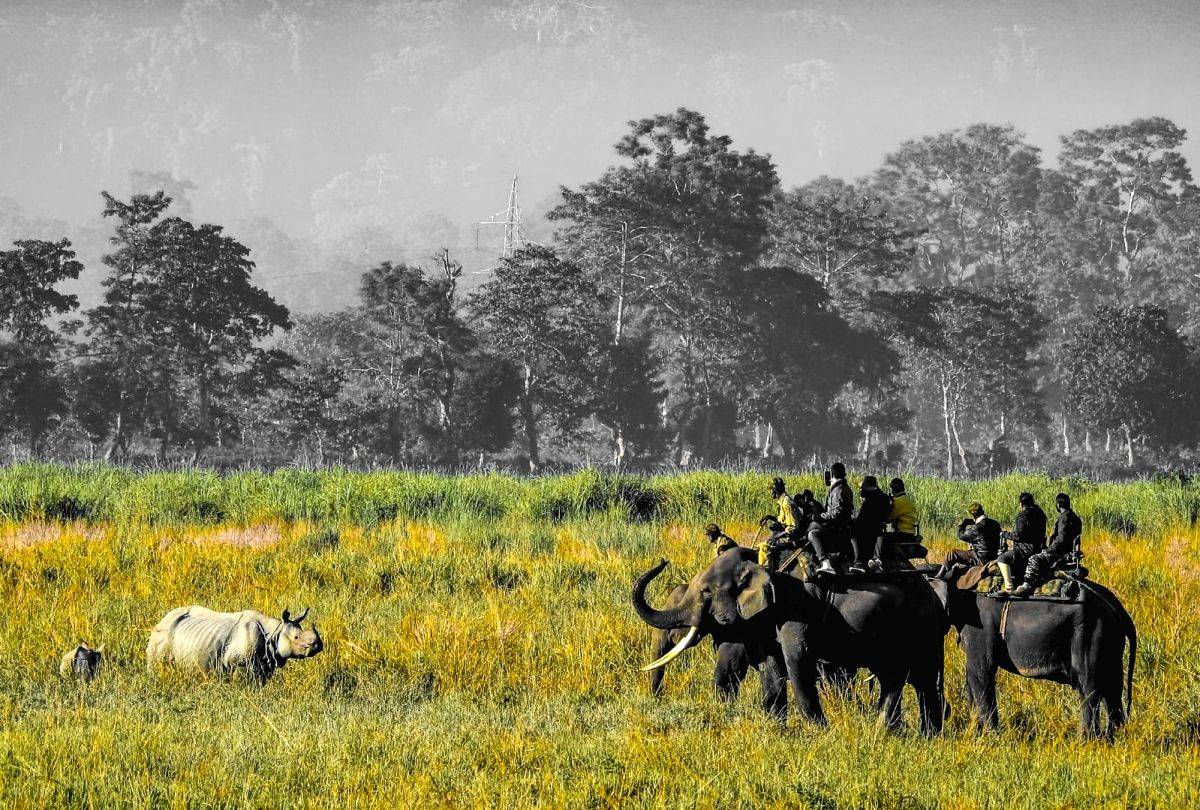 Assam's Kaziranga park faces new threat from invasive plant species - Vimarsana News