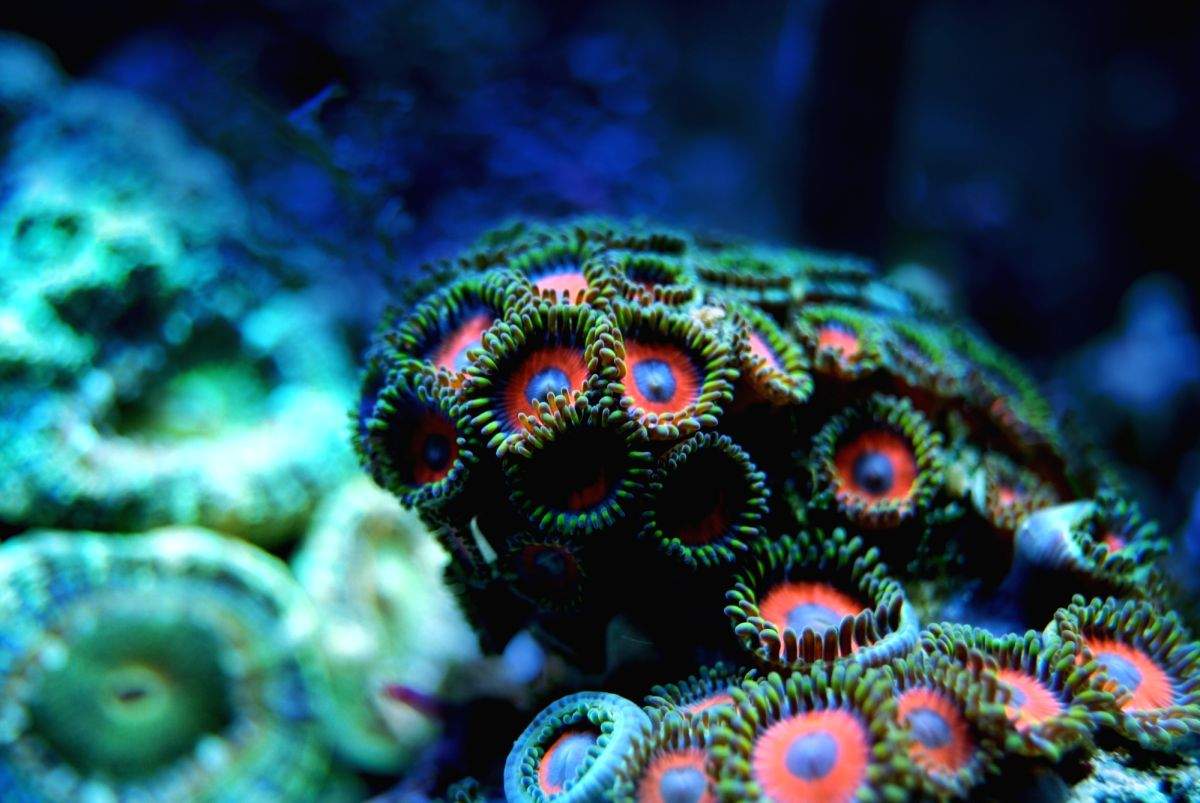 Many marine species may go extinct before discovered: Scientists at COP15 - Vimarsana News