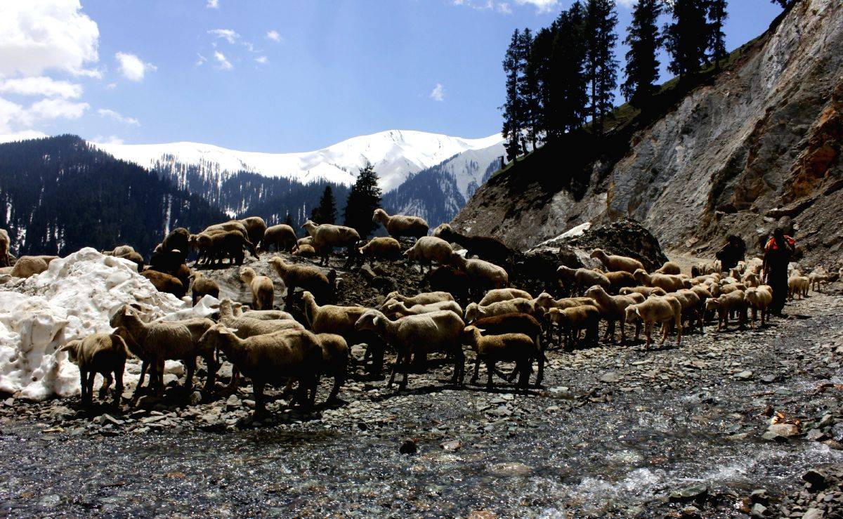 Paddaris, Kolis and Gadda Brahmans of J&K to get ST status along with Paharis - Vimarsana News