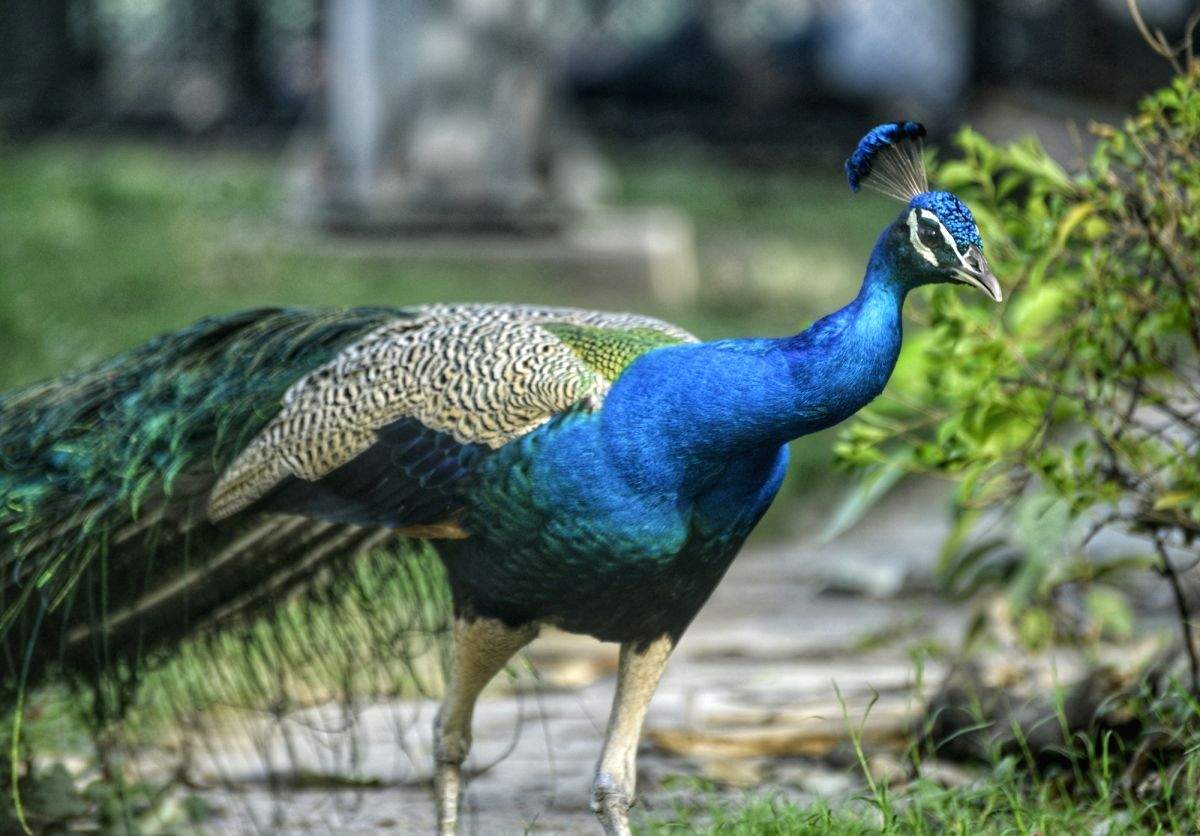 Peacock brutally tortured to death in MP's Katni, search on for accused - Vimarsana News