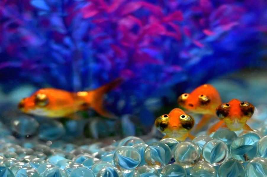 National fish museum to open in Lucknow today - Vimarsana News