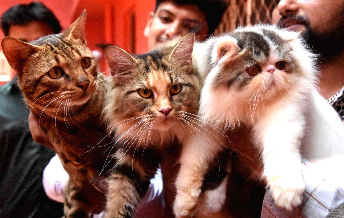 Pet lovers see red over authorities banning pets in Bengaluru's Cubbon Park - Vimarsana News