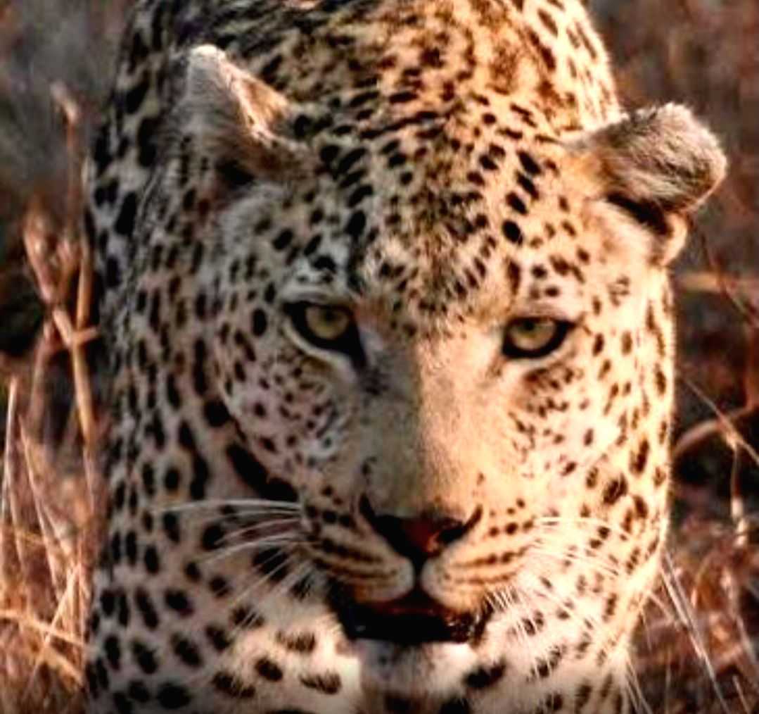 Leopard hit by vehicle on busy Lucknow road, dies - Vimarsana News