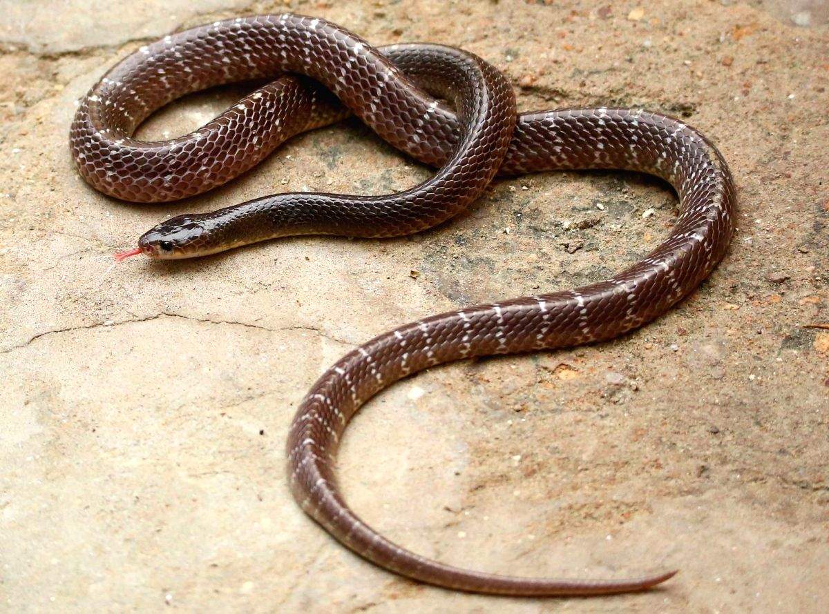 300 plus reptiles rescued in two months in Agra region! - Vimarsana News