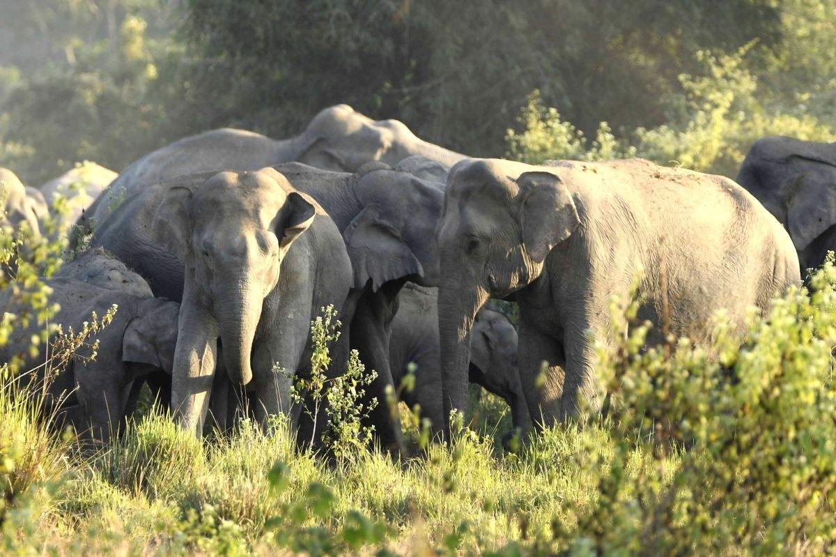 525 elephants die in TN in 5 years: Study - Vimarsana News
