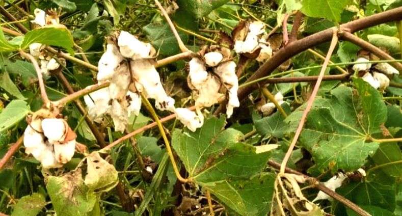 Pink bollworm hits early this crop cycle, gives heartburn to cotton farmers of Rajasthan - Vimarsana News