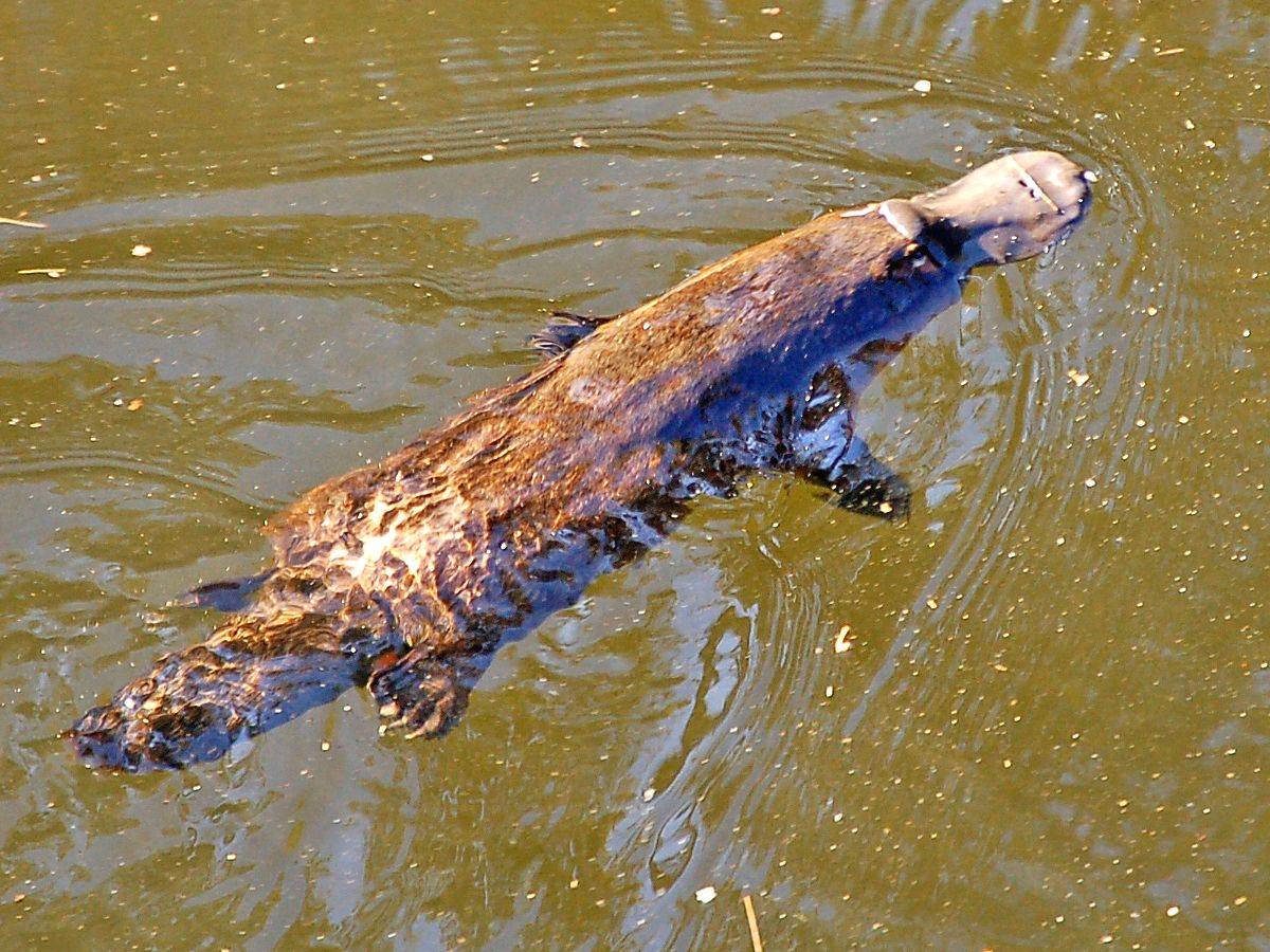 Fishing net ban to protect South Australia's platypuses - Vimarsana News