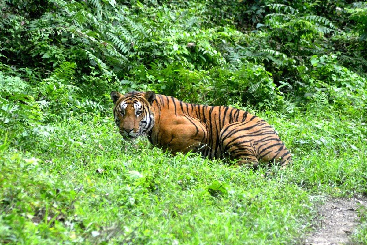 Post Kaziranga expansion, Bodo peace in Manas, Assam expects tiger surgE - Vimarsana News
