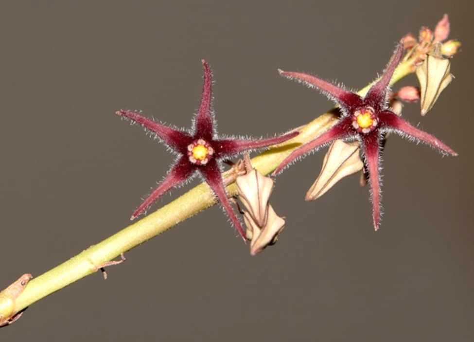 Presumed extinct plant species rediscovered after 188 years in Himachal - Vimarsana News