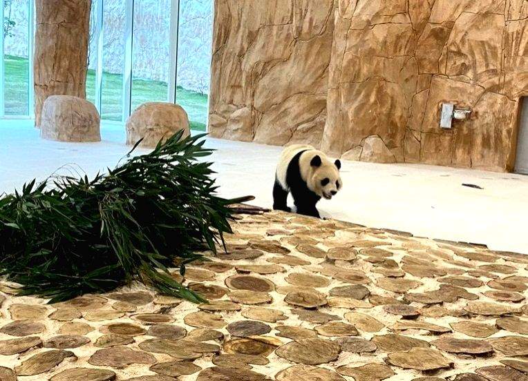 Qatar welcomes 2 giant pandas from China - Vimarsana News
