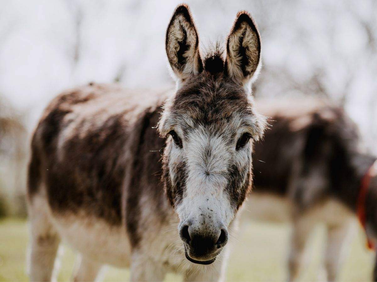Africa's donkeys being slaughtered for Chinese medicine: Report - Vimarsana News
