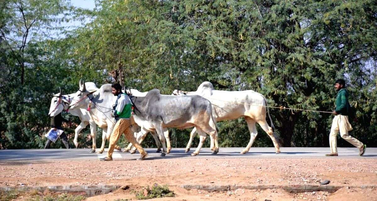 Cattle fairs in Rajasthan take a hit as lumpy skin disease rears its ugly head - Vimarsana News