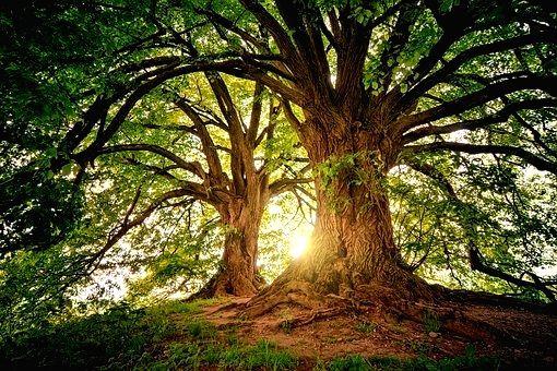 Biodiversity COP from Monday, ambiguity about India's targets achieved - Vimarsana News