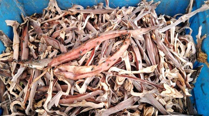 Rampant illegal shark meat and fins trading in WB's South 24 Parganas coast - Vimarsana News