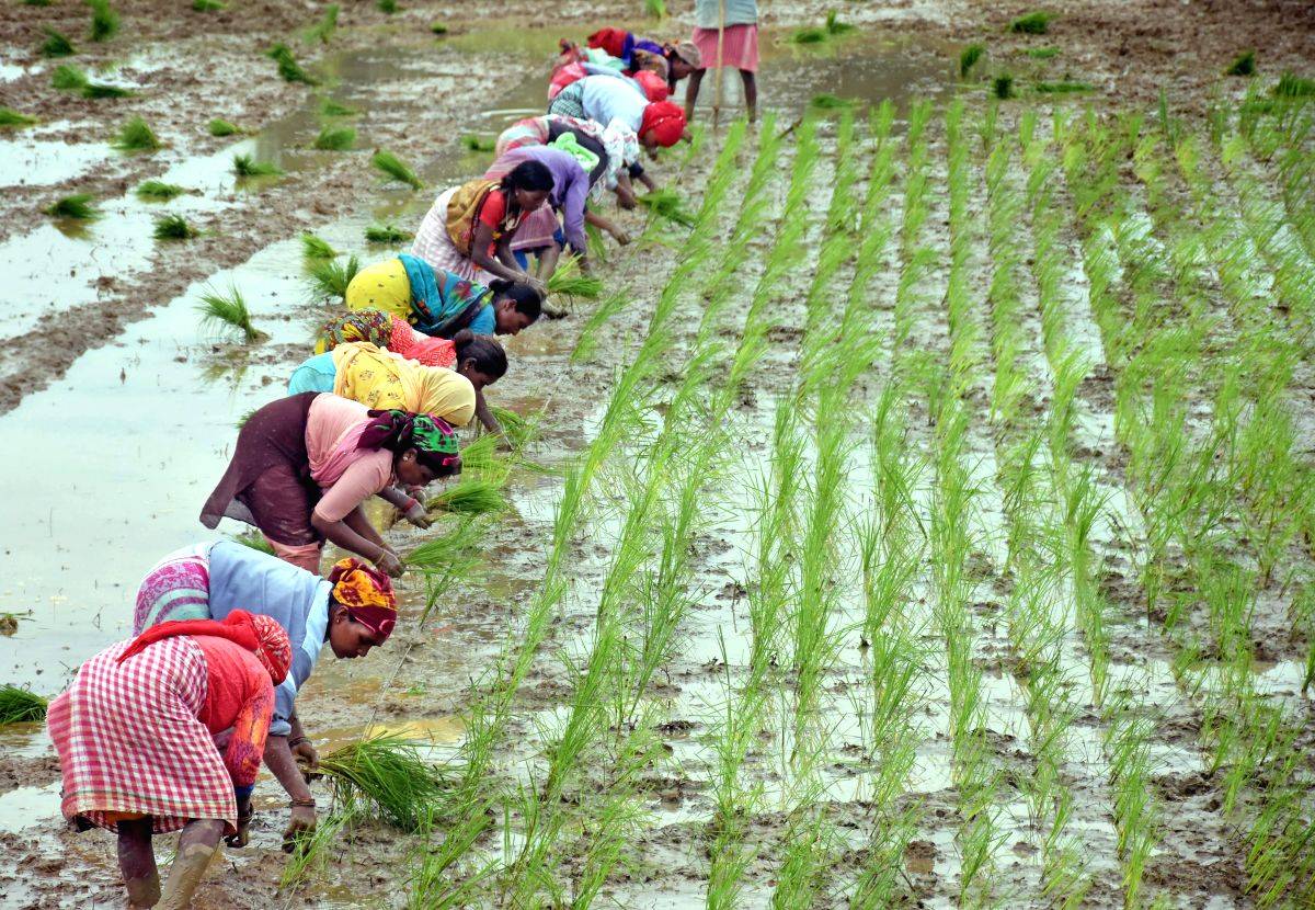 Consumer forum, insurance scheme not of much help to farmers in fake agrochemicals crisis - Vimarsana News