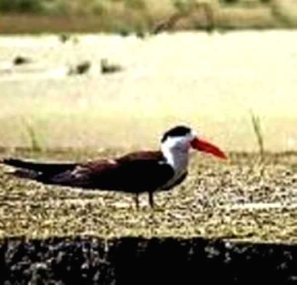 Rare bird spotted along Ghaghra River in UP - Vimarsana News