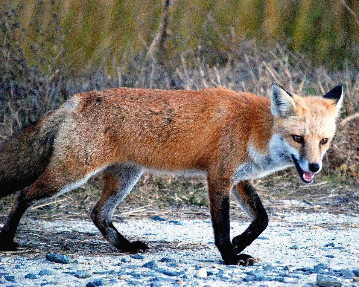 Rare Indian Fox rescued near Nalsarovar, Ahmedabad, receives treatment for severe dehydration - Vimarsana News