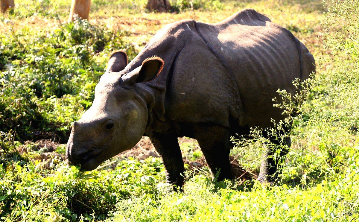 Nepal makes progress in conserving forest, wildlife species - Vimarsana News