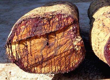 Paid Rs 25L bribe to Kerala forest officials, claims timber dealer - Vimarsana News
