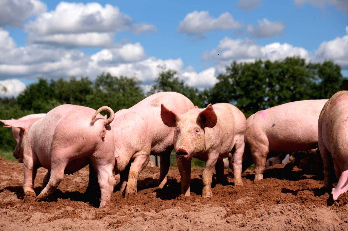 S.Korea reports new African swine fever case - Vimarsana News